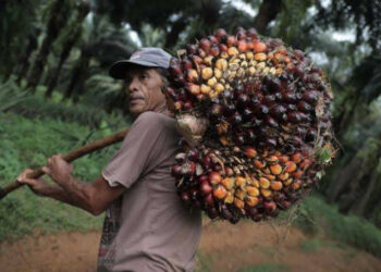 Harga Sawit Plasma Ditetapkan Naik Jadi Rp3.621,84 per Kg, Yang 'Bermain' akan Ditindak