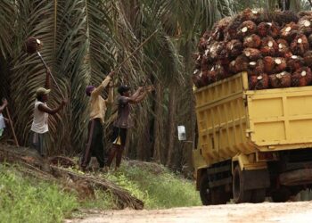 Menerapkan Pertanian Presisi pada Kelapa Sawit