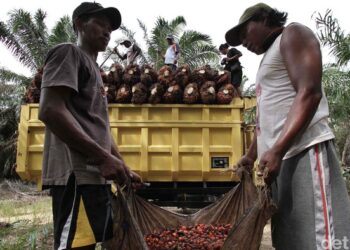 Genjot SDM, Holding Perkebunan Luncurkan Sekolah Sawit