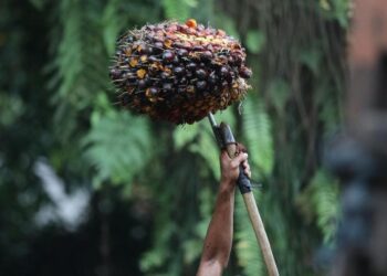 Bukan Sulap, Bukan Sihir! Ini Manfaat Minyak Kelapa Sawit