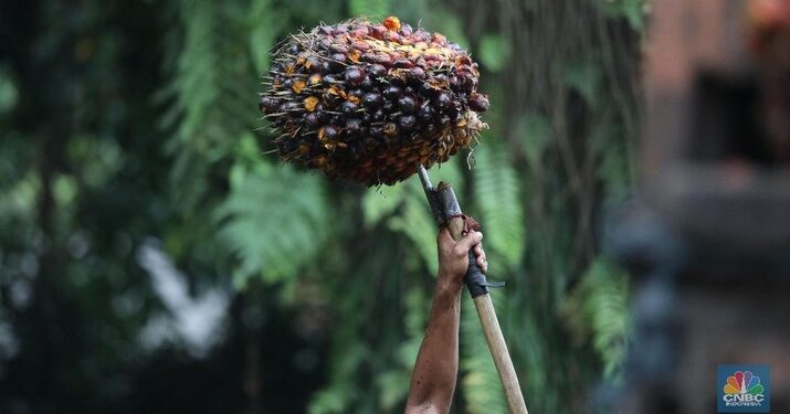 Bukan Sulap, Bukan Sihir! Ini Manfaat Minyak Kelapa Sawit