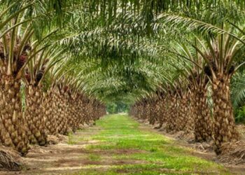 3 Provinsi dengan Kebun Sawit Terluas di Indonesia, Ternyata Ada 2 di Pulau Sumatra