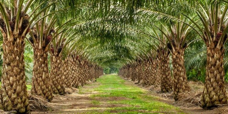 3 Provinsi dengan Kebun Sawit Terluas di Indonesia, Ternyata Ada 2 di Pulau Sumatra