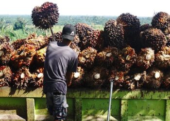 Cikal Bakal Minyak Goreng di RI, Benih Sawit Ditanam di Kebun Raya Bogor