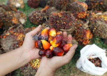 Ini Negara Kosumen Terbesar Minyak Sawit