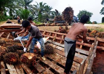 Membangun Kebun Sawit Juga Membangun Peradaban