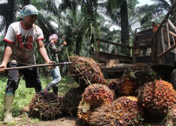 Begini Rencana Pemerintah pada Industri Sawit, Pengusaha Wajib Tahu!