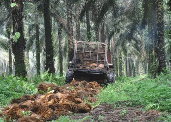 Produksi Sawit Tetap Tinggi Tanpa Pupuk Kimia, Ini Caranya..