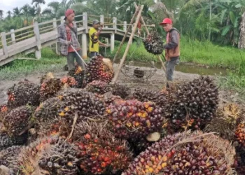 Sekian Juta Komoditas di Dunia, Hanya Sawit yang Dituntut Sustainable