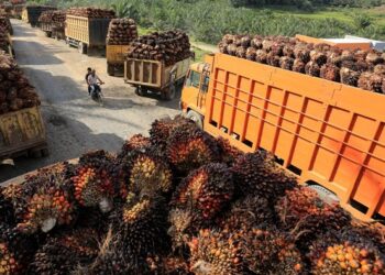Aturan Baru Ekspor CPO cs Terbit, 3 Syarat Ini Wajib Dipenuhi!