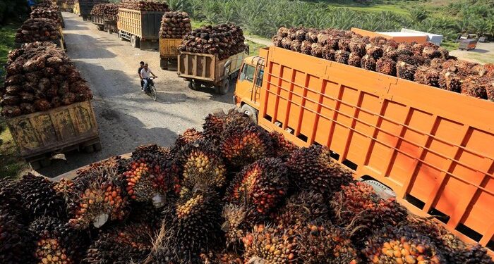 Aturan Baru Ekspor CPO cs Terbit, 3 Syarat Ini Wajib Dipenuhi!