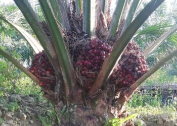 Asal Muasal China Kembangkan Bibit Sawit Unggul