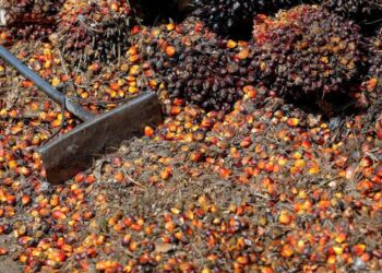 “Indonesia Siap Jadi Barometer Sawit Dunia, PTPN III Dorong Bursa CPO Dalam Negeri”