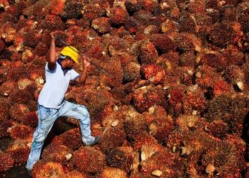 “Transparansi Harga Sawit: Ekspor CPO Segera Diwajibkan Lewat Bursa Berjangka”