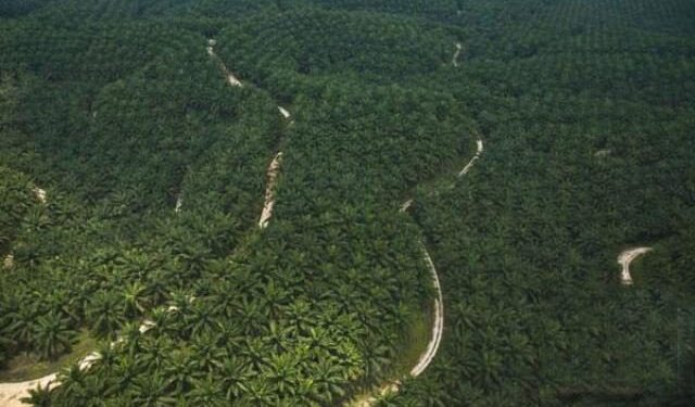 Presiden Jokowi Terbitkan Kepres Satgas Kelanjuran Sawit