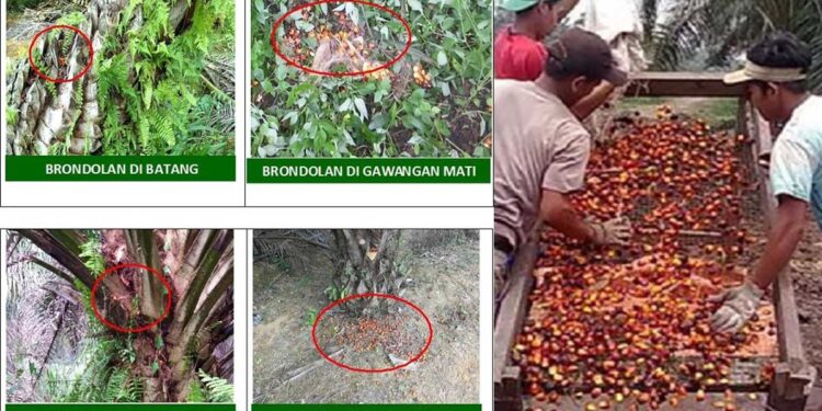 Privat: “Satu Brondolan Bisa Rugikan Ratusan Juta, Ini Pentingnya Pengawasan Panen Sawit”