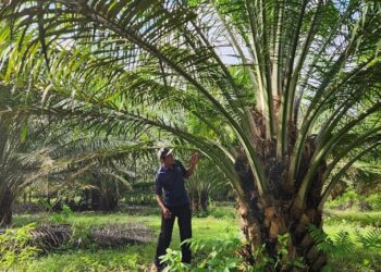 Kelapa Sawit Itu Pohon Ajaib. Ini 8 Alasannya…