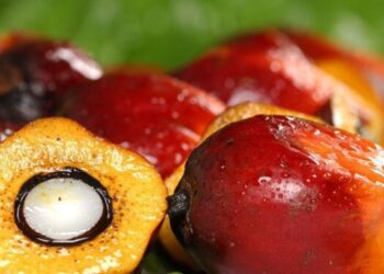 Yuk Kenali Apa Saja Produk Turunan Sawit