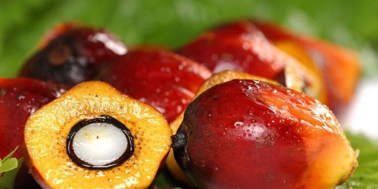 Yuk Kenali Apa Saja Produk Turunan Sawit