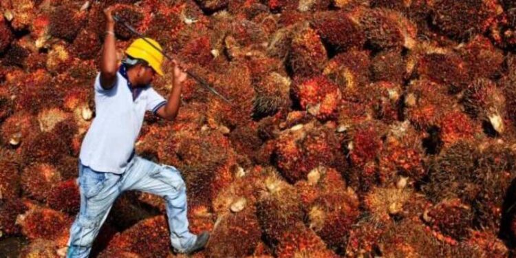 Lika-liku Komoditas Sawit (CPO) Hadapi Sederet Tantangan