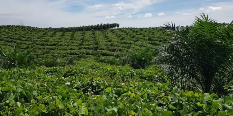 Palm Co Rencana IPO Akhir Tahun, Siap Bangun Pabrik Biodiesel