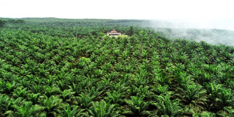 “Kelapa Sawit: Penggerak Ketahanan Pangan dan Energi, Bukan Penyebab Deforestasi”