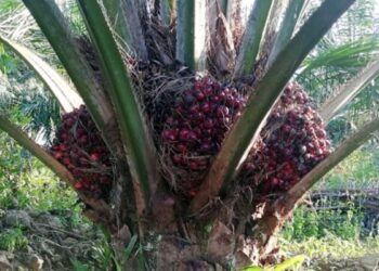 Varietas Bibit Sawit China itu bernama Re-you 6, Namun Perkebunan Sawit di China Dihadapakan Pada Biaya Tinggi