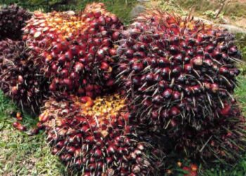 Industri Sawit Diklaim Paling Siap Dukung NZE di 2050