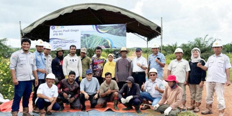 IPB University Mengembangkan Inovatif “Koronisasi” di Lahan Replanting Sawit