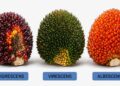 Kenali Tipe Warna Buah Sawit, Planter Diminta Tak Hanya Andalkan Warna Saat Menentukan Panen