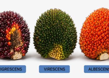 Kenali Tipe Warna Buah Sawit, Planter Diminta Tak Hanya Andalkan Warna Saat Menentukan Panen