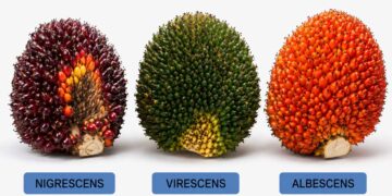 Kenali Tipe Warna Buah Sawit, Planter Diminta Tak Hanya Andalkan Warna Saat Menentukan Panen