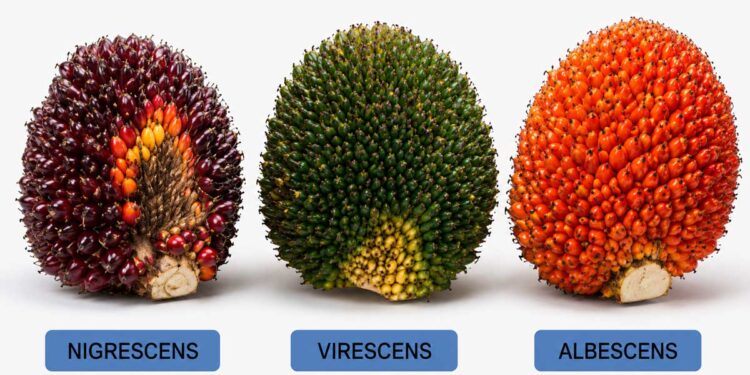 Kenali Tipe Warna Buah Sawit, Planter Diminta Tak Hanya Andalkan Warna Saat Menentukan Panen