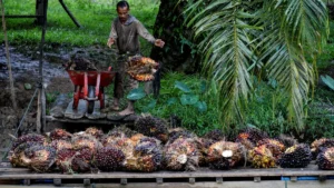 Seorang pekerja mengangkut cangkang sawit di atas rakit di sebuah perkebunan sawit di Sampoiniet, provinsi Aceh (7/3/2021). Kelapa sawit merupakan tanaman perkebunan yang memiliki produksi terbesar di Kabupaten Aceh. (AFP Photo/Chaideer Mahyuddin)