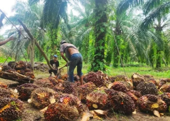 Peremajaan Sawit Rakyat Bisa Kerek Produksi CPO Buat B50