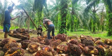 Peremajaan Sawit Rakyat Bisa Kerek Produksi CPO Buat B50