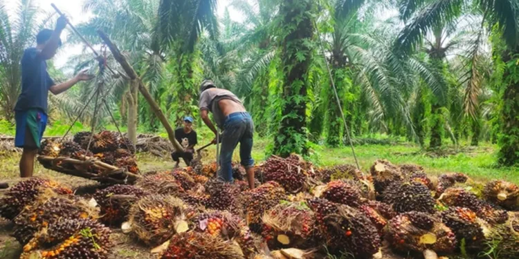 Peremajaan Sawit Rakyat Bisa Kerek Produksi CPO Buat B50