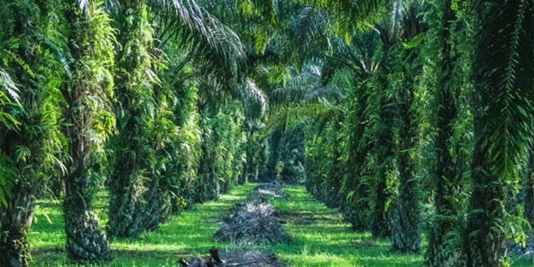 UGM Temukan Kandidat Marka Genetik untuk Tingkatkan Efisiensi Serapan Fosfor Kelapa Sawit