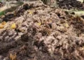 Tandan Kosong Sawit Dibidik Jadi Bahan Baku Bioetanol Generasi Kedua