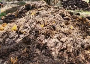 Tandan Kosong Sawit Dibidik Jadi Bahan Baku Bioetanol Generasi Kedua