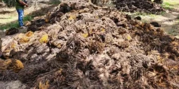 Tandan Kosong Sawit Dibidik Jadi Bahan Baku Bioetanol Generasi Kedua