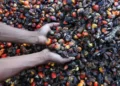 200 Turunan Sawit Bisa Jadi Peluang UMKM: Makanan sampai Produk Perawatan