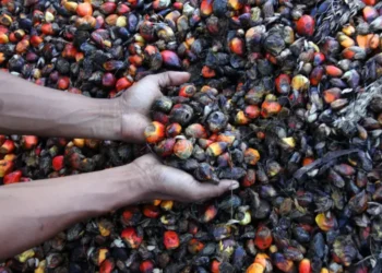 200 Turunan Sawit Bisa Jadi Peluang UMKM: Makanan sampai Produk Perawatan