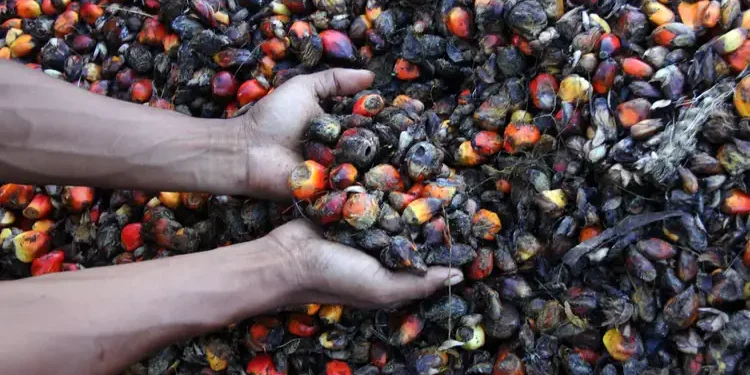 200 Turunan Sawit Bisa Jadi Peluang UMKM: Makanan sampai Produk Perawatan